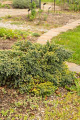 Flaky juniper or Juniperus Squamata plant in Zurich in Switzerland