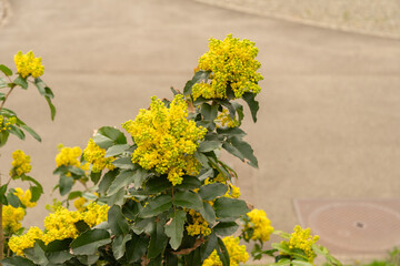 Oregon grape or Berberis Aquifolium plant in Zurich in Switzerland