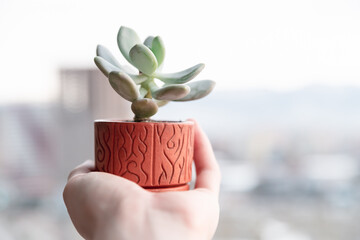 Pink moonstone small succulent in terracotta pot with wood texture on palm against blurred city and...