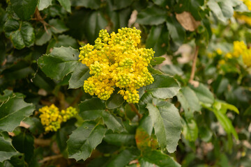 Oregon grape or Berberis Aquifolium plant in Zurich in Switzerland