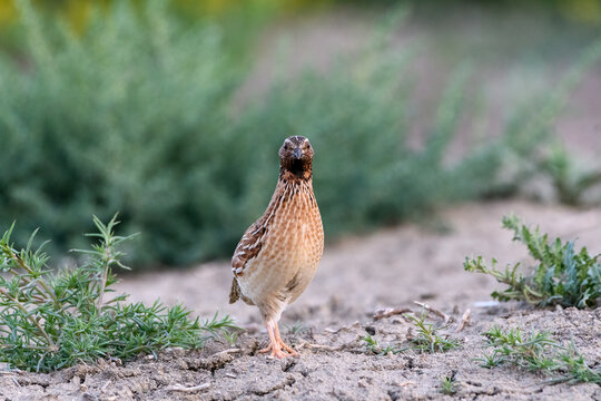 wild Common quail (Coturnix Coturnix)  