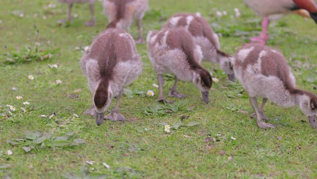 Egyptian goose babies eating on grass. River Thames England, spring time