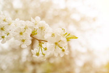 Close up of  fruit tree branch blossom in spring . Copy space . Spring background with fruits tree...