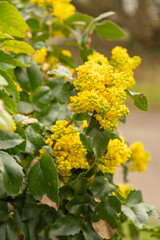 Oregon grape or Berberis Aquifolium plant in Zurich in Switzerland