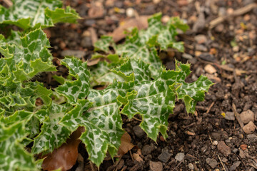 Mary thistle or Silybum Marianum plant in Zurich in Switzerland