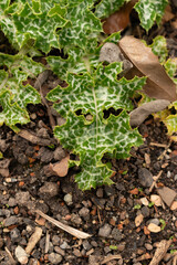 Fototapeta premium Mary thistle or Silybum Marianum plant in Zurich in Switzerland