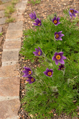 Pasqueflower or Anemone Pulsatilla plant in Zurich in Switzerland