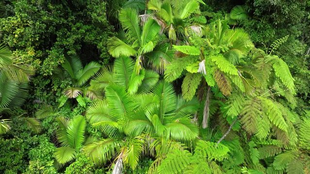 Aerial perspective of the palms and lush foliage on the edge of the El Yunque rainforest, Puerto Rico.