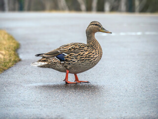 Female of mallard is standing on a highway. Safety of wild animals concept. Close-up.