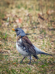 Obraz premium Fieldfare also known as snowbird on a grass field. Close-up