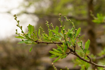 Common pearlbush or Exochorda Korolkowii plant in Zurich in Switzerland