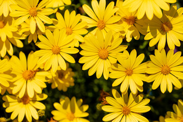 Macro Close-Up Photo for Group of Yellow Daisy, Sunshine Euryops, Osteospermum, Chrysanthemum Indicu, Voltage Yellow Osteospermum hybrid, African Daisy

