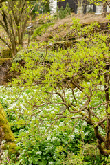 Common pearlbush or Exochorda Korolkowii plant in Zurich in Switzerland