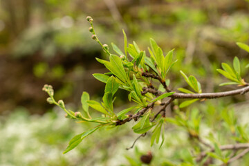 Common pearlbush or Exochorda Korolkowii plant in Zurich in Switzerland