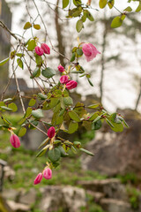 Rhododendron Williamsianum plant in Zurich in Switzerland