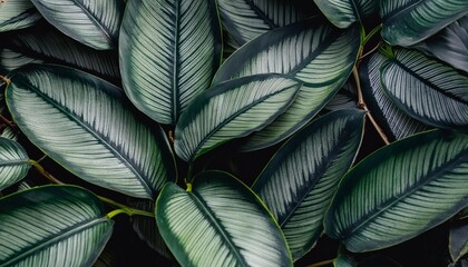 closeup green leaves of tropical plant in garden dense dark green leaf with beauty pattern texture background green leaves for spa background green wallpaper top view ornamental plant in garden
