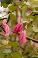 Obraz premium Rhododendron Williamsianum plant in Zurich in Switzerland