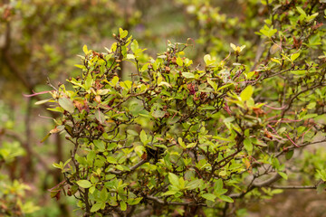 Rhododendron Sichotense plant in Zurich in Switzerland