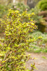 Rhododendron Sichotense plant in Zurich in Switzerland