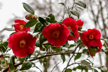 Camellia Japonica plant in Zurich in Switzerland