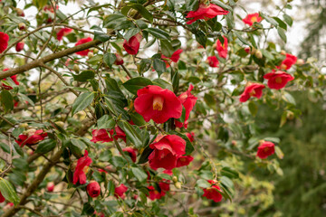 Camellia Japonica plant in Zurich in Switzerland