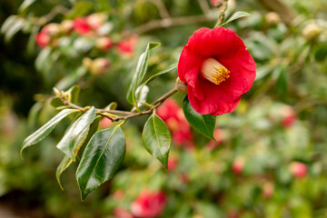 Camellia Japonica plant in Zurich in Switzerland