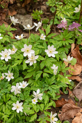 False anemone or Anemonopsis Macrophylla flowers in Zurich in Switzerland