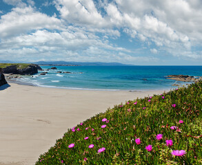 Summer blossoming Atlantic beach Illas (Galicia, Spain) with white sand and pink flowers in front.