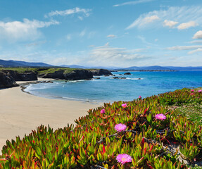 Summer blossoming Atlantic beach Islas (Galicia, Spain) with white sand and pink flowers in front.