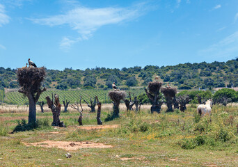Nest with storks on dry tree trunks top. Summer country landscape. Potugal (between Lisboa and Algarve).