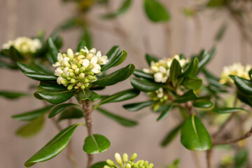 Rough fruited pittosporum or Pittosporum Revolutum plant in Zurich in Switzerland