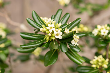Rough fruited pittosporum or Pittosporum Revolutum plant in Zurich in Switzerland