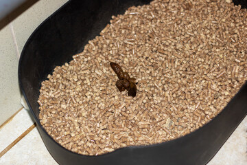 Cat poop in blue litter box closeup