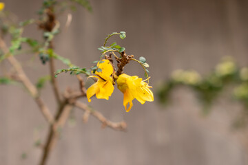 Large leaved kowhai or Sophora Tetraptera plant in Zurich in Switzerland