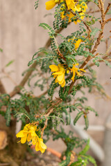Large leaved kowhai or Sophora Tetraptera plant in Zurich in Switzerland