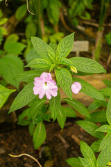 Impatiens Platypetala plant in Zurich in Switzerland