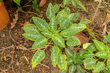 Impatiens Mackeyana plant in Zurich in Switzerland