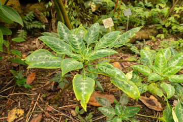 Impatiens Mackeyana plant in Zurich in Switzerland