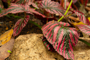Begonia Brevirimosa plant in Zurich in Switzerland
