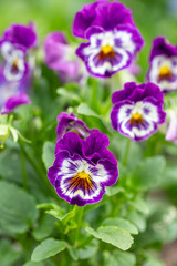 Adorable blooming pansies in summer garden on natural background