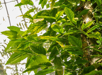 Carica Quercifolia plant in Zurich in Switzerland