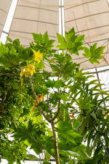 Carica Papaya plant in Zurich in Switzerland