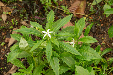 Star of Bethlehem or Hippobroma Longiflora plant in Zurich in Switzerland