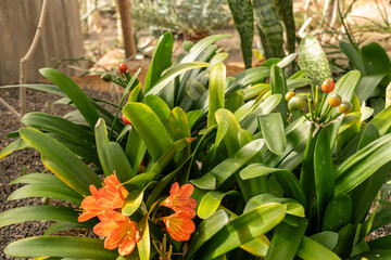 Obraz premium Natal lily or Clivia Miniata plant in Zurich in Switzerland