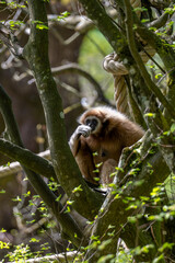 WHITE-HANDED GIBBON HYLOBATES LAR