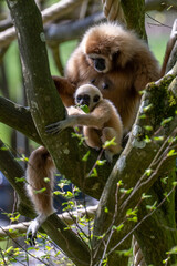 WHITE-HANDED GIBBON with offspring in the trees