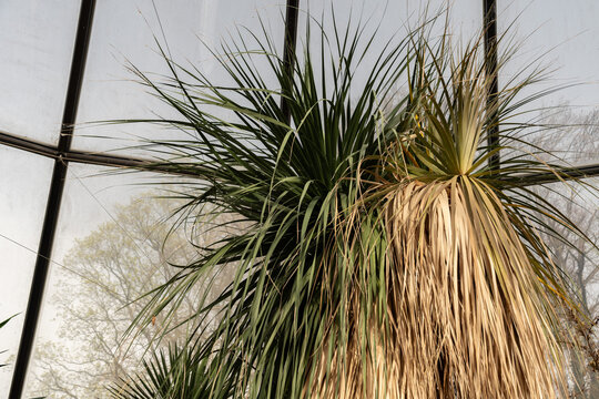 Nolina Longifolia plant in Zurich in Switzerland