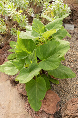 Salvia Broussonetii plant in Zurich in Switzerland