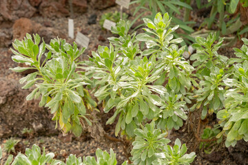 Asteriscus Intermedius plant in Zurich in Switzerland