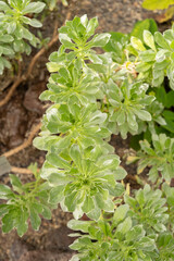 Asteriscus Intermedius plant in Zurich in Switzerland